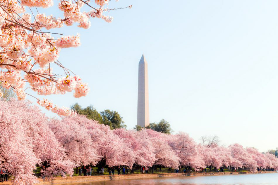 华盛顿樱花园(washington cherry garden):每年春天来临时,美国首都<a