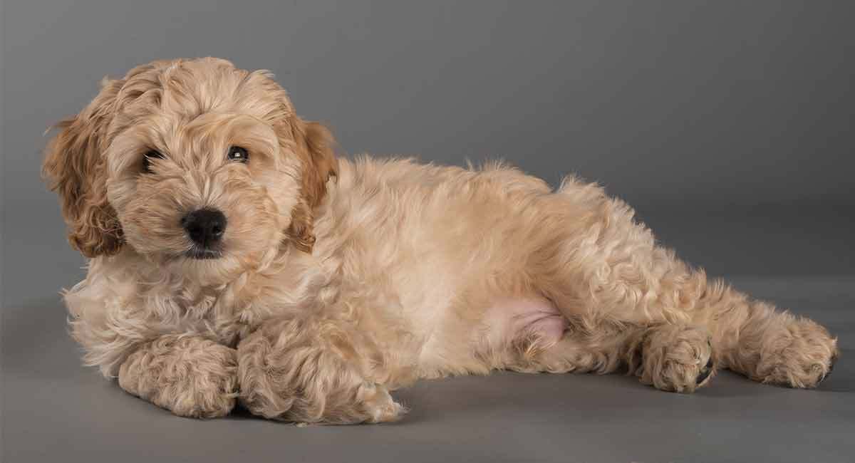 可卡布犬_百度百科