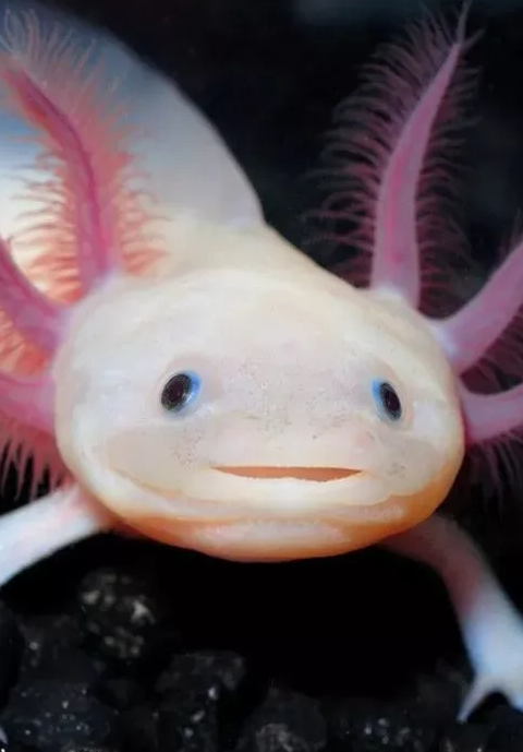 墨西哥钝口螈 这么粉嫩的六角恐龙有谁不喜欢 百科ta说