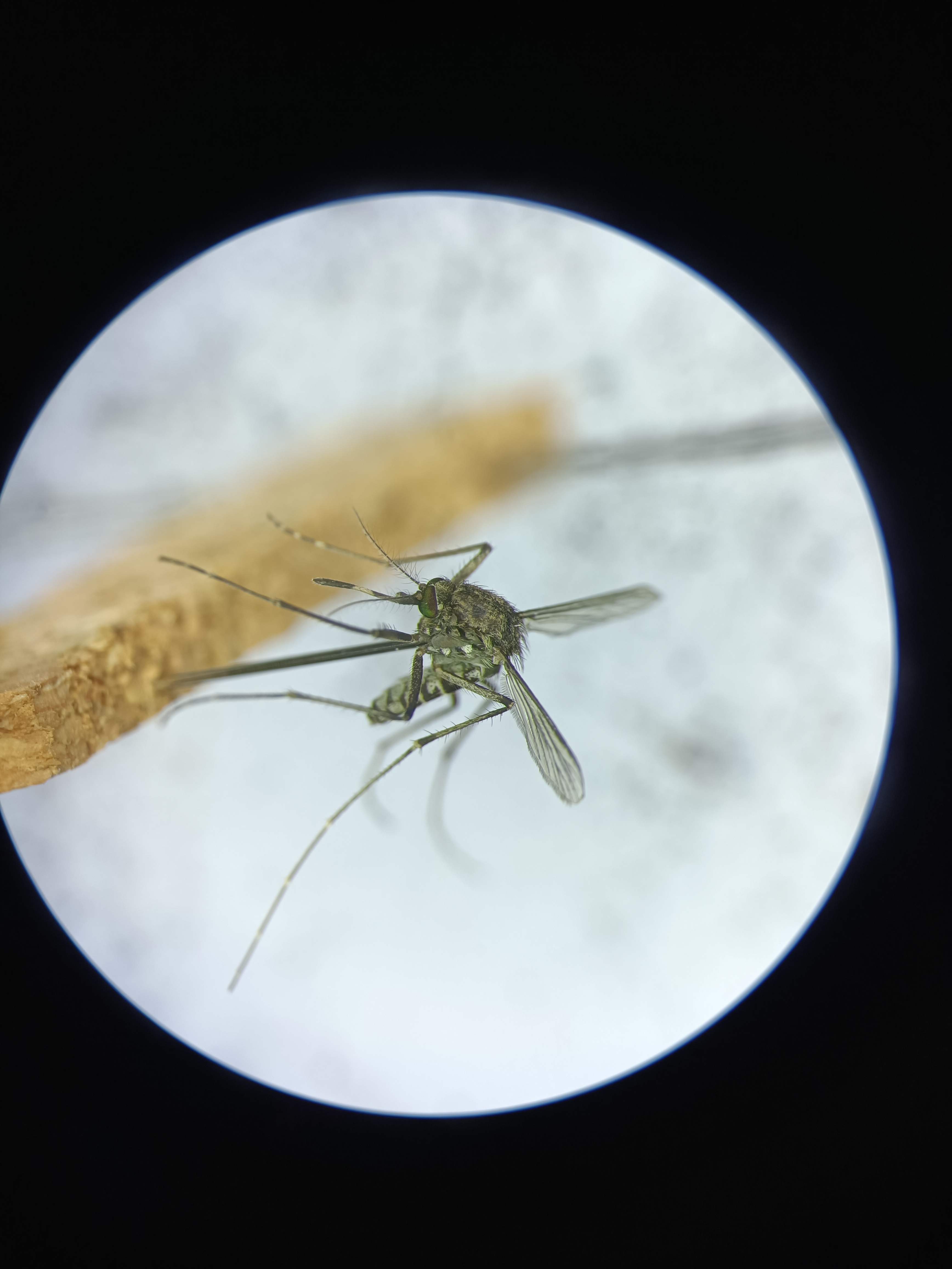  p>海滨库蚊( i>culex sitiens /i>&nbsp;wiedemann,1828),幼虫