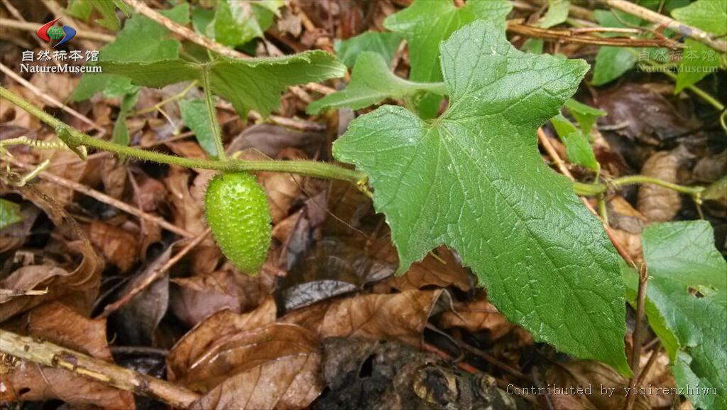  p data-id="gn3jigabom">野黄瓜( i>cucumis hystrix /i> chakr.