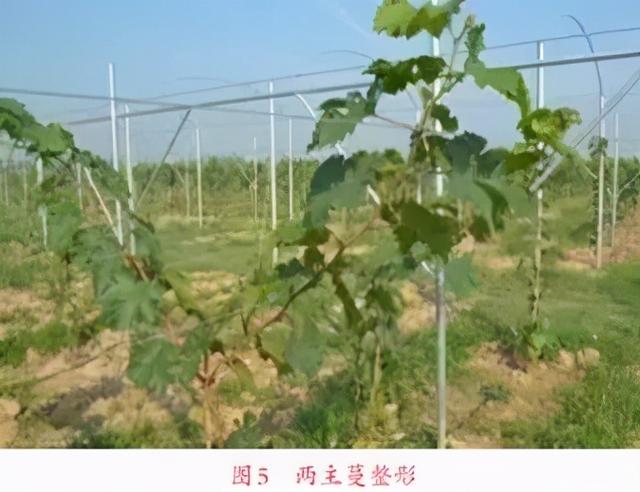 由葡萄枝条的“三度”谈葡萄的冬季修剪_百科TA说