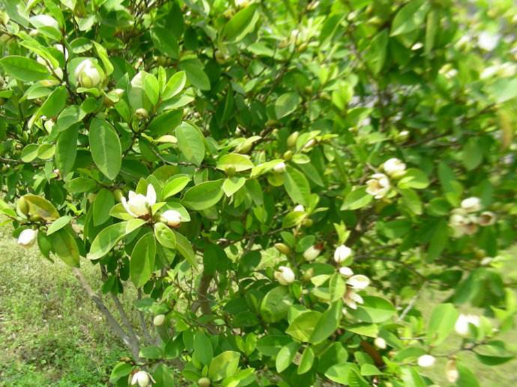 阔瓣含笑和含笑的区别