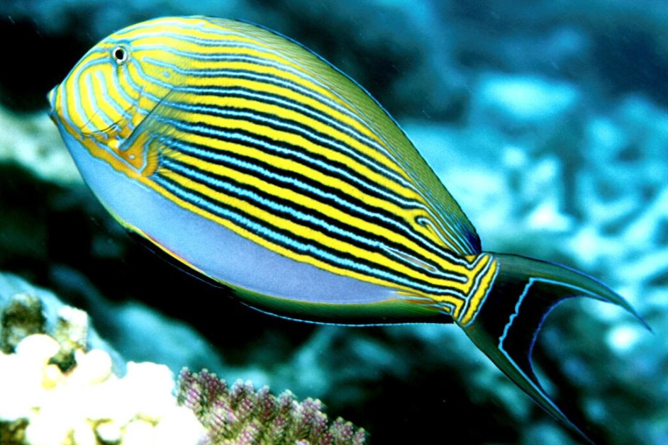  p>粗皮鲷栖息在太平洋和印度洋的热带珊瑚礁海域,俗称倒吊,它们的