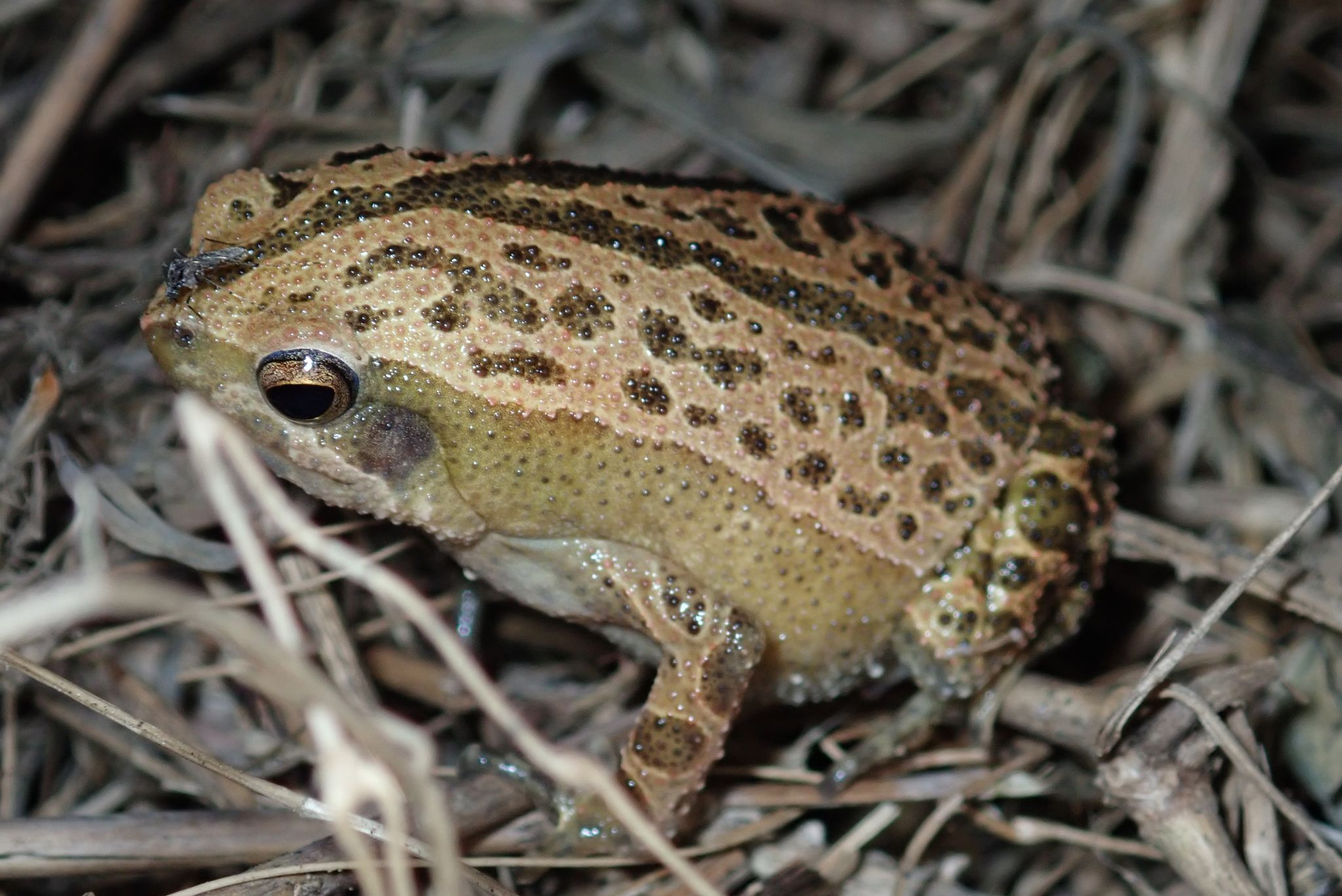  p>花细狭口蛙(学名: i>kalophrynus interlineatus /i>)是姬蛙科,细