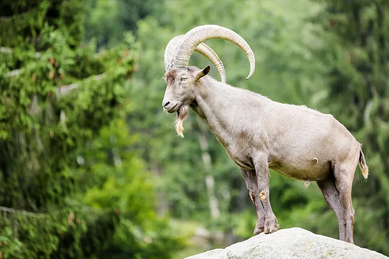  p>野山羊(学名: i>capra aegagrus /i>):是