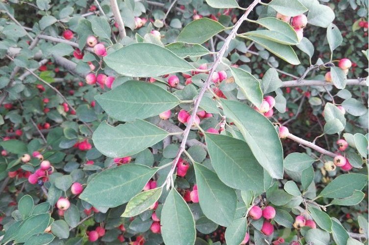 水栒子宁夏六盘山种源