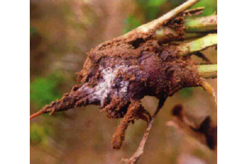  p>白术根腐病是由尖孢镰刀菌引起,发生在白术上的病害.