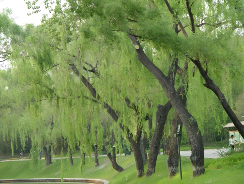 绦柳_百度百科