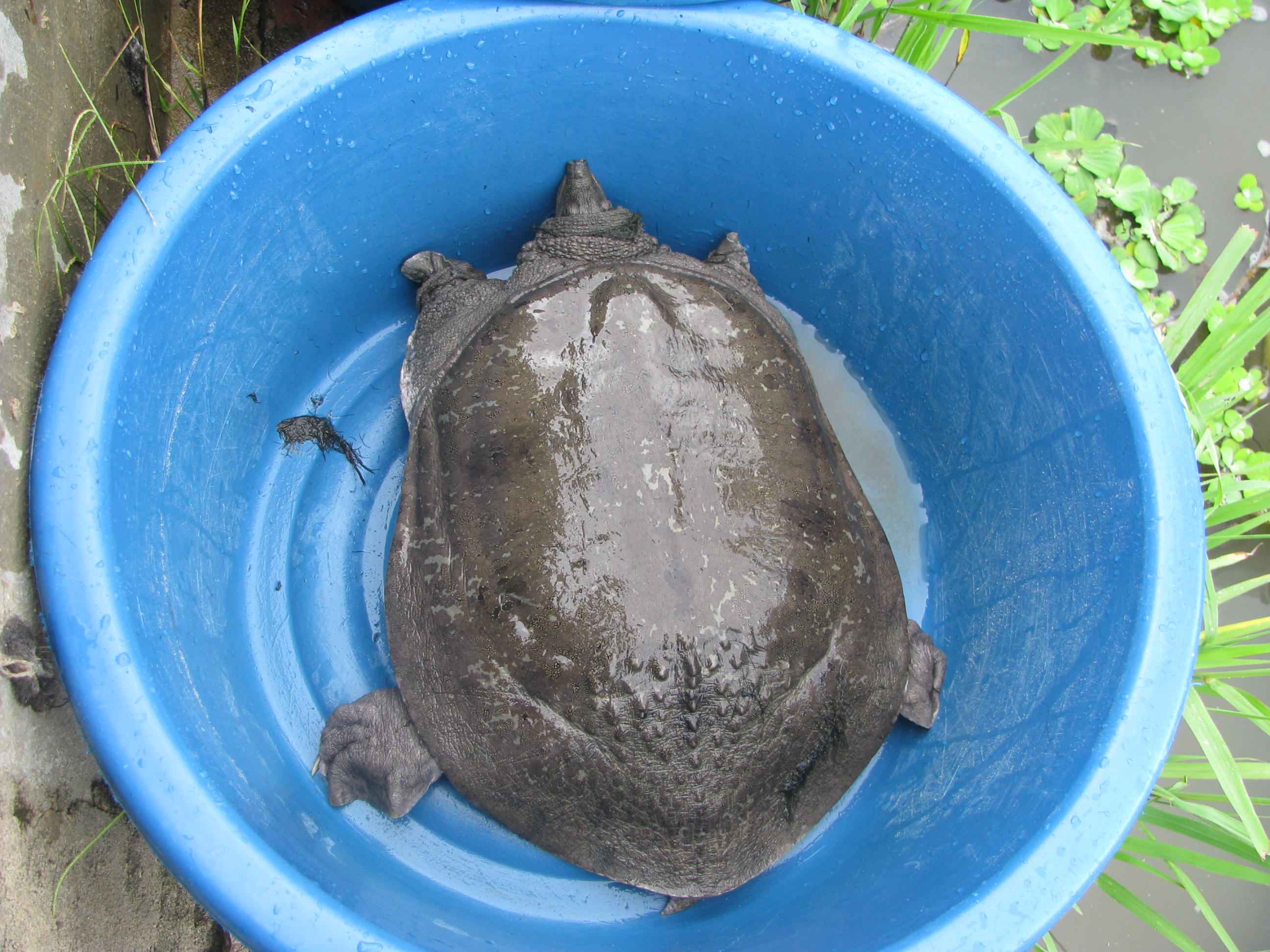  p>山瑞鳖(学名: i>palea steindachneri /i>)是 a href="#" data