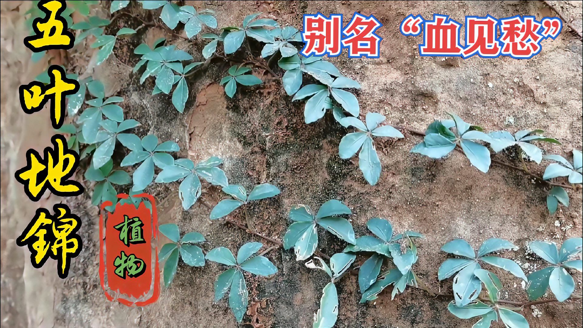 农村随处可见的五叶地锦，你认识吗？此植物还有个别名“血见愁”_科星球_百度百科