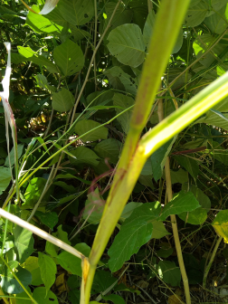大刍草（禾本科玉蜀黍属多年生草本植物）_百度百科