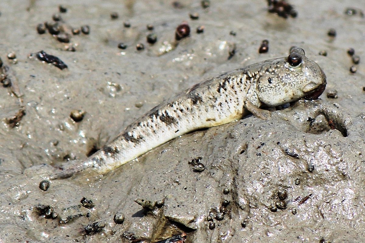  p>弹涂鱼(学名: i>periophthalmus cantonensis /i>)是虾虎鱼科 sup