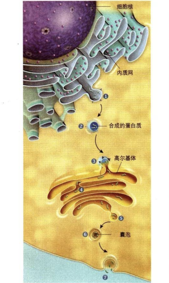 细胞器膜 全网资源