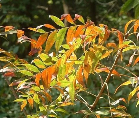 黄连木_百度百科