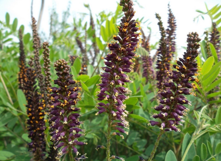  p>紫穗槐(学名: i>amorpha fruticosa /i> linn.