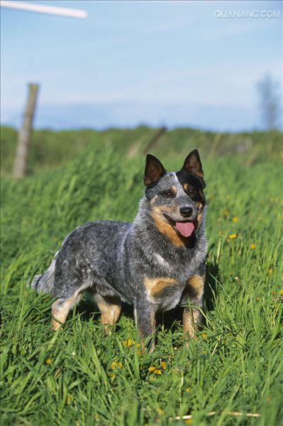 澳洲牧牛犬