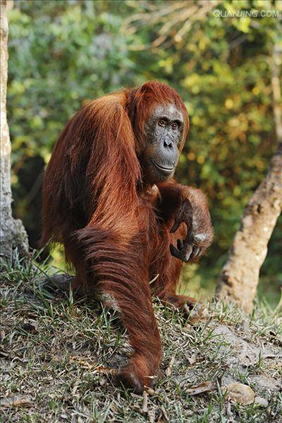  p>猩猩也叫 a href="#" data-lemmaid="2032856">人猿 /a>, a>灵长目