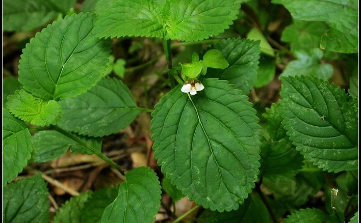 苦玄参属, a target="_blank" href="/item/玄参科/8596528" data