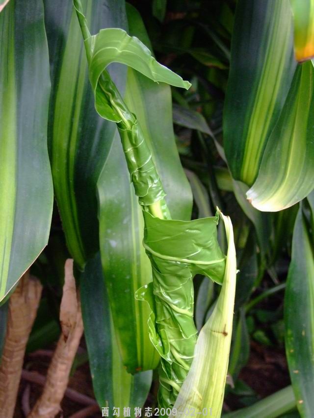  p>裂叶喜林芋( i>philodendron bipennifolium  /i>schott )多年生