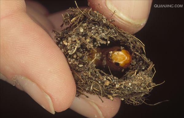 ="go0atmt226">蜣螂(qiāng láng,英文dung beetle)俗称屎壳郎( span