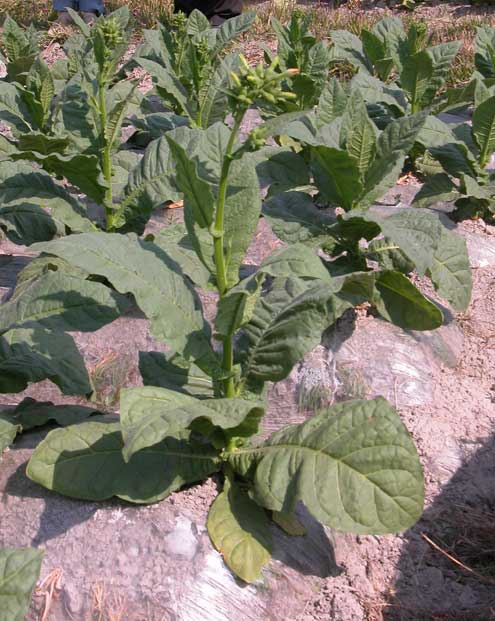  p>早花岩芋( i>remusatia hookeriana /i> sch