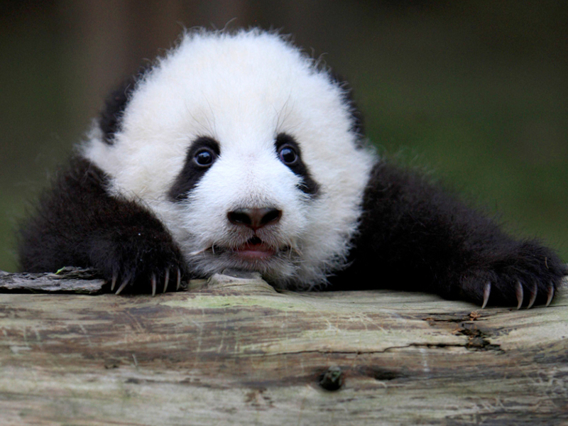 melanoleuca /i>):属于食肉目熊科大熊猫亚科大熊猫属唯一的 a