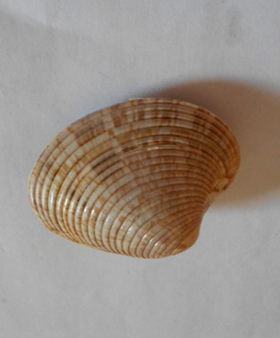  p>中华文蛤(学名:meretrix petechialis),是帘蛤目帘蛤科 a href="#"