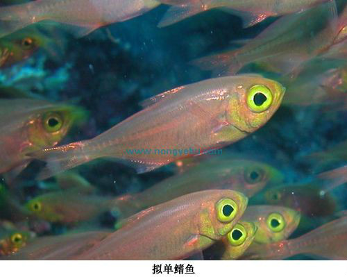  p>拟单鳍鱼,学名: i>parapriacanthus ransonneti  /i>(steidachner