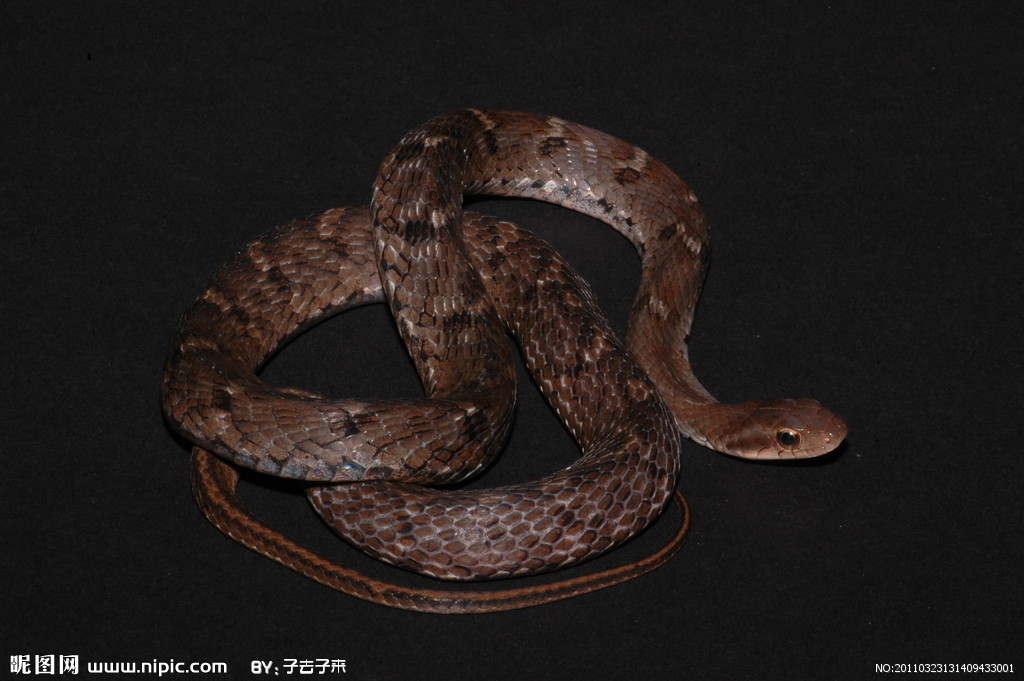 学名:pseudoxenodon macrops)为游蛇科斜鳞蛇属的爬行动物,俗名气扁蛇