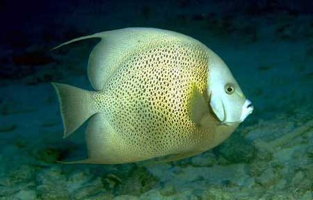  p data-id="gnbjg2i3m5">叶鱼又名枯叶鱼,叶形鱼,多棘叶形 a target=