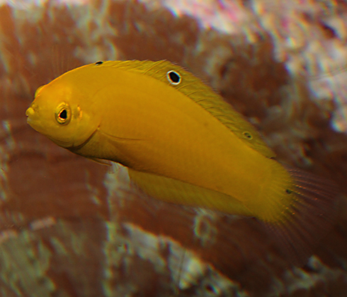  p>黄身海猪鱼, i>halichoeres chrysus  /i>(j. e.