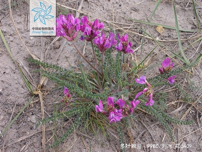  p>多叶棘豆(学名: i>oxytropis myriophylla /i>  (pall.) dc.