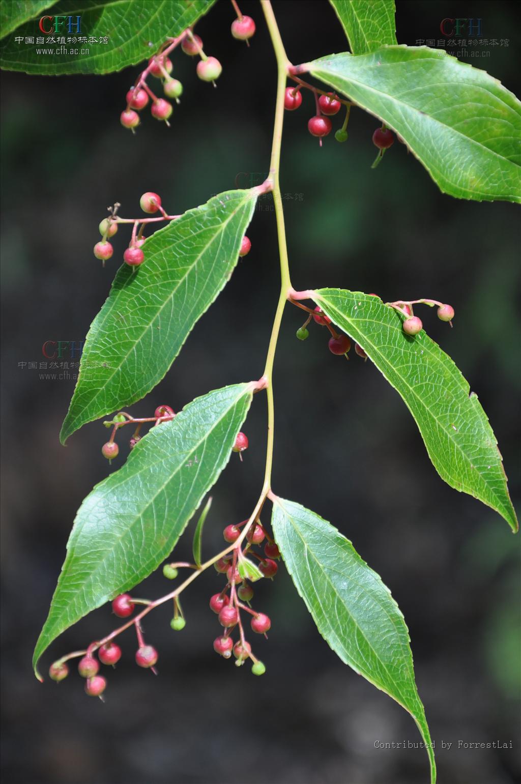  p>滇白珠,常绿灌木.树皮灰黑色.