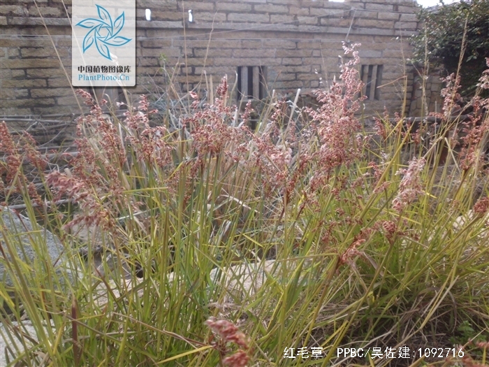  p data-id="gnbqho5go7">红毛草, a target="_blank" href="/item