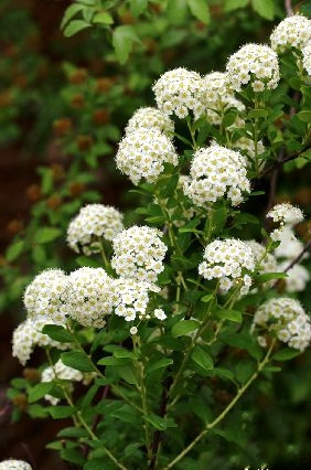  p>毛果绣线菊(学名: i>spiraea trichocarpa /i> nakai.