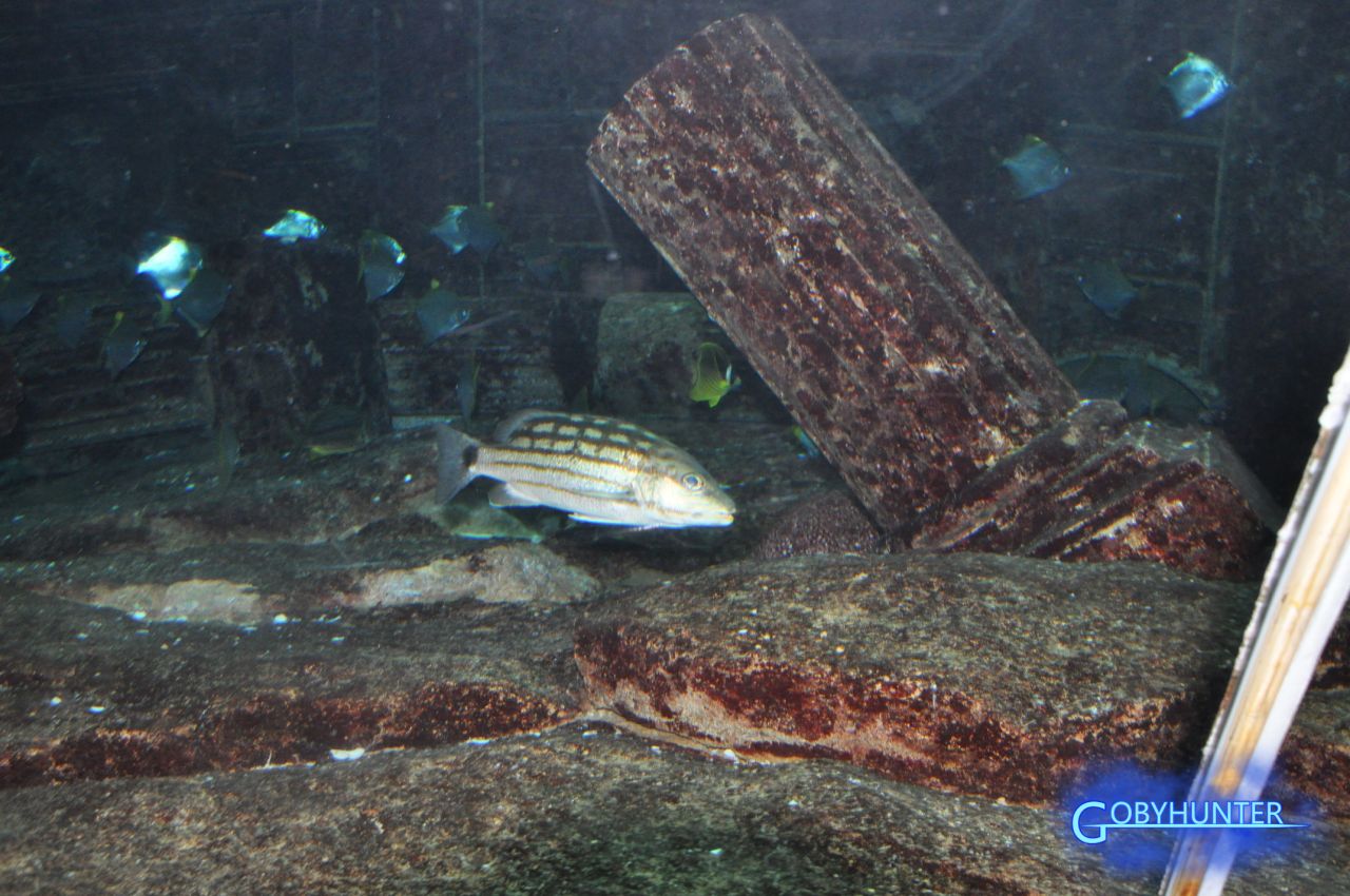  p>中华胡椒鲷, a target="_blank" href="/item/学名/8074290" data