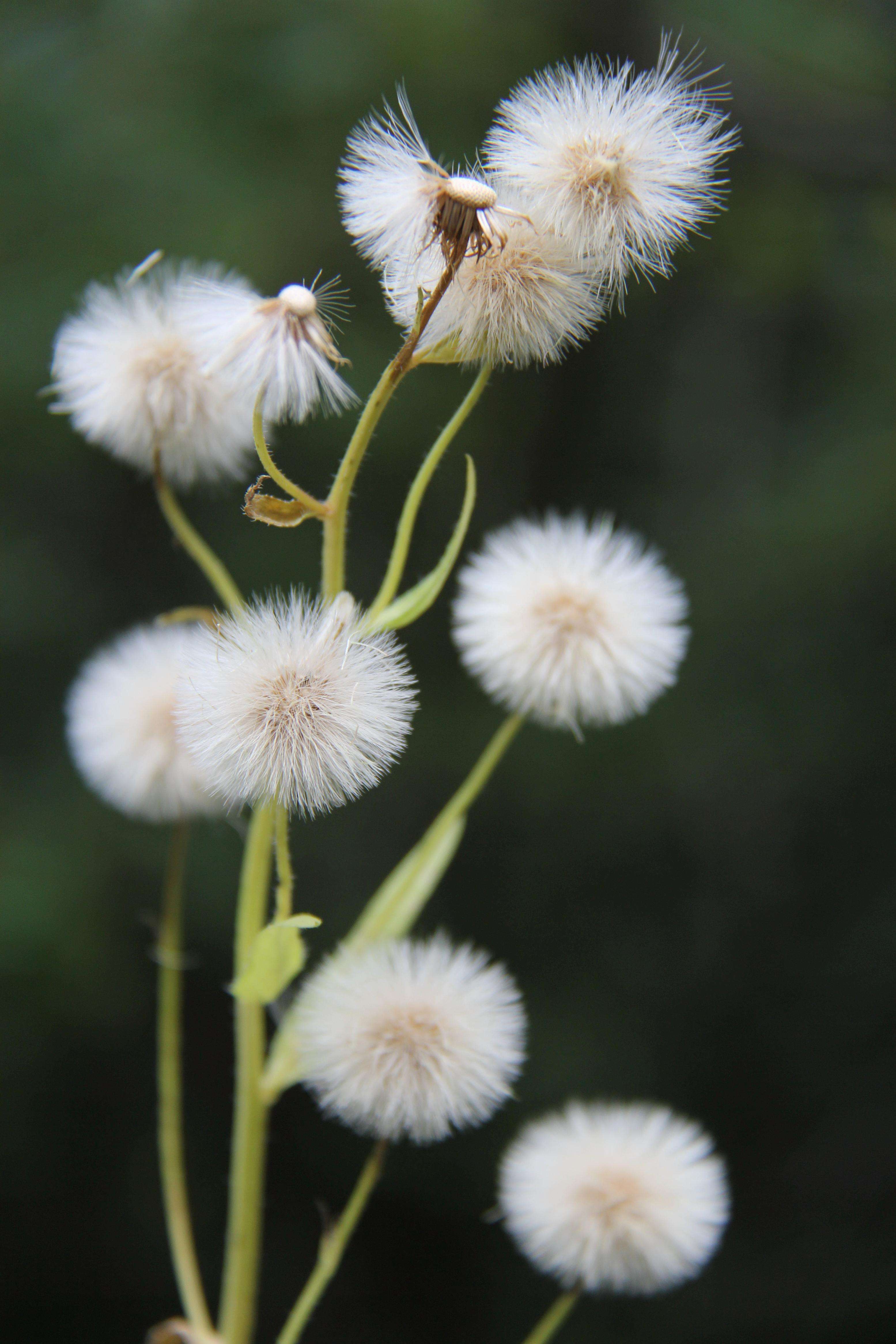  p>山飞蓬为多年生草本.茎直立,不分枝.