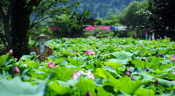 铜梁土桥荷花园
