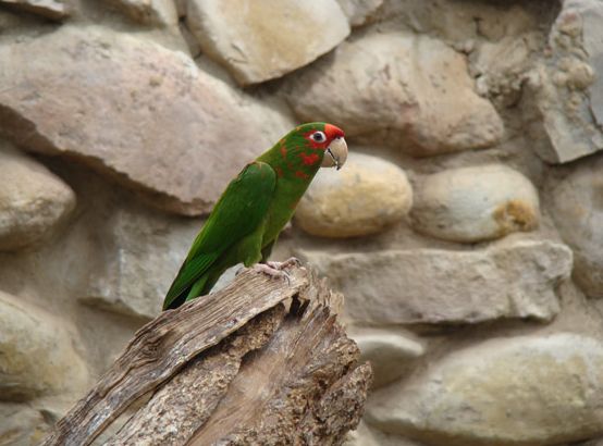 米特雷锥尾鹦鹉