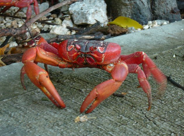  p>圣诞岛红蟹(学名: i>gecarcoidea natalis /i>)的身体分为头胸部与