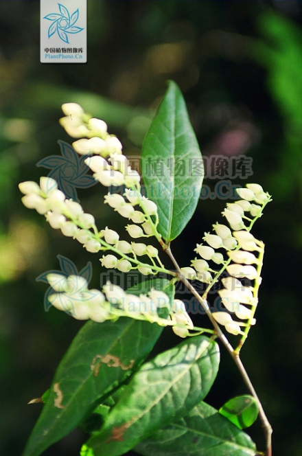 珍珠花（杜鹃花科珍珠花属植物）_百度百科