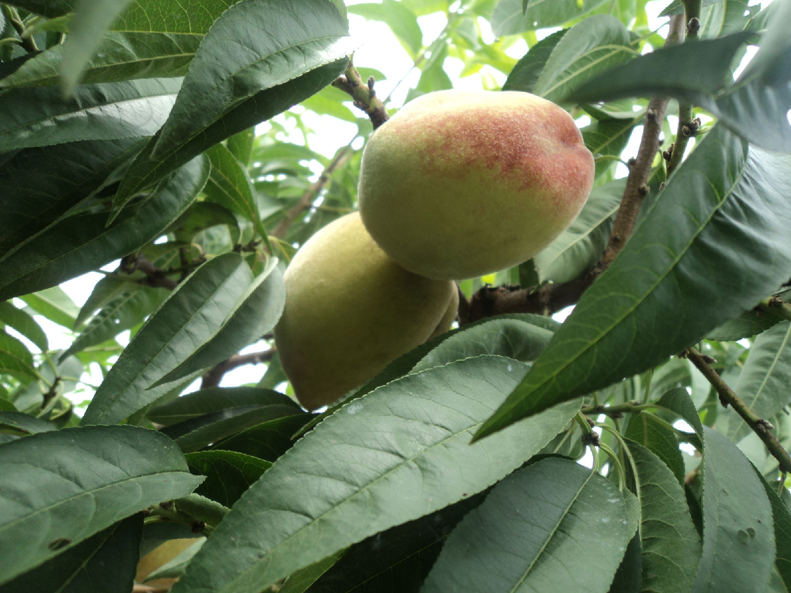 prunus persica atropurpurea