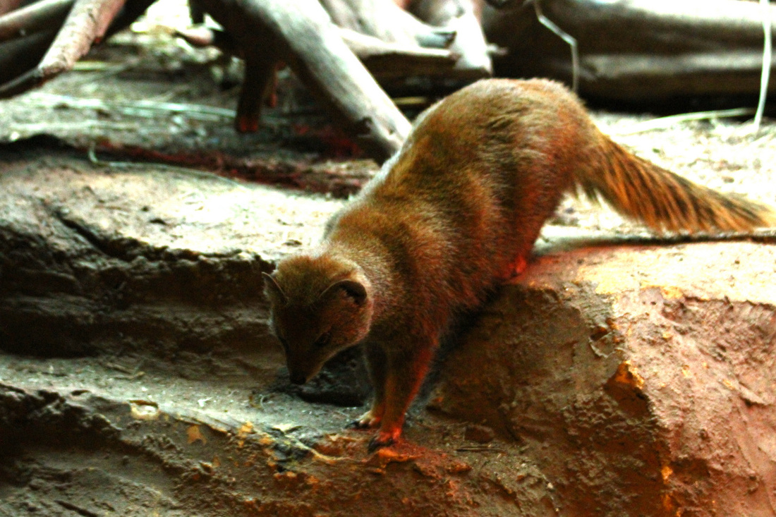  p>獴科(herpestidae)指的是 a href="#" data-lemmaid="3516708">