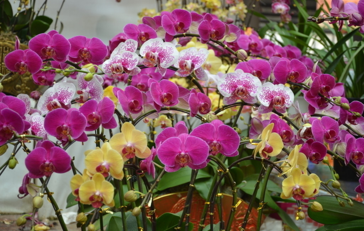 花坛植物
