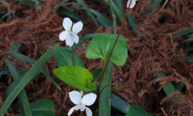  p>白花地丁(学名: i>viola patrinii /i>)为堇菜科堇菜属的植物. /p>