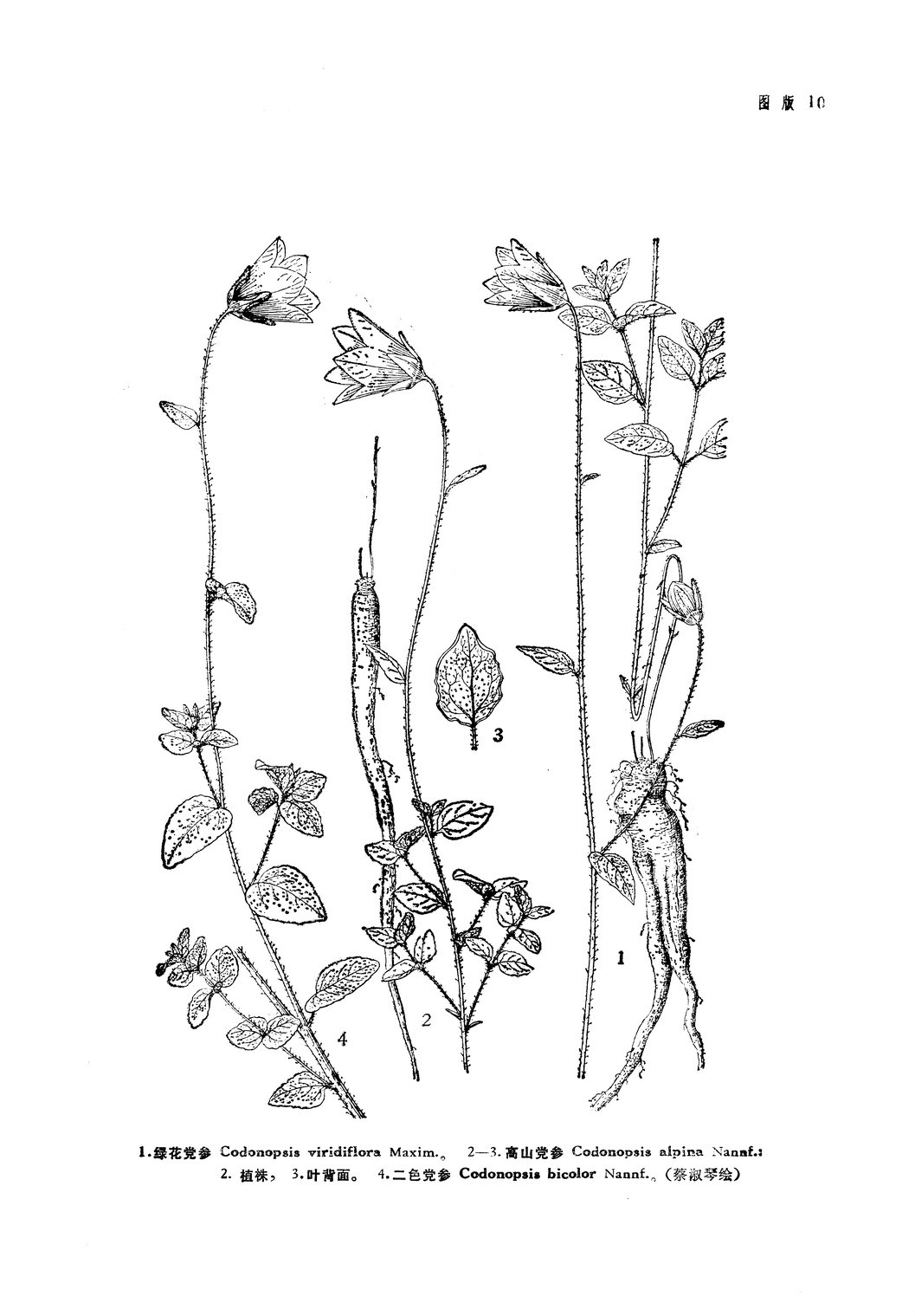  p>二色党参(学名: i>codonopsis bicolor /i>)为中国的特有植物.