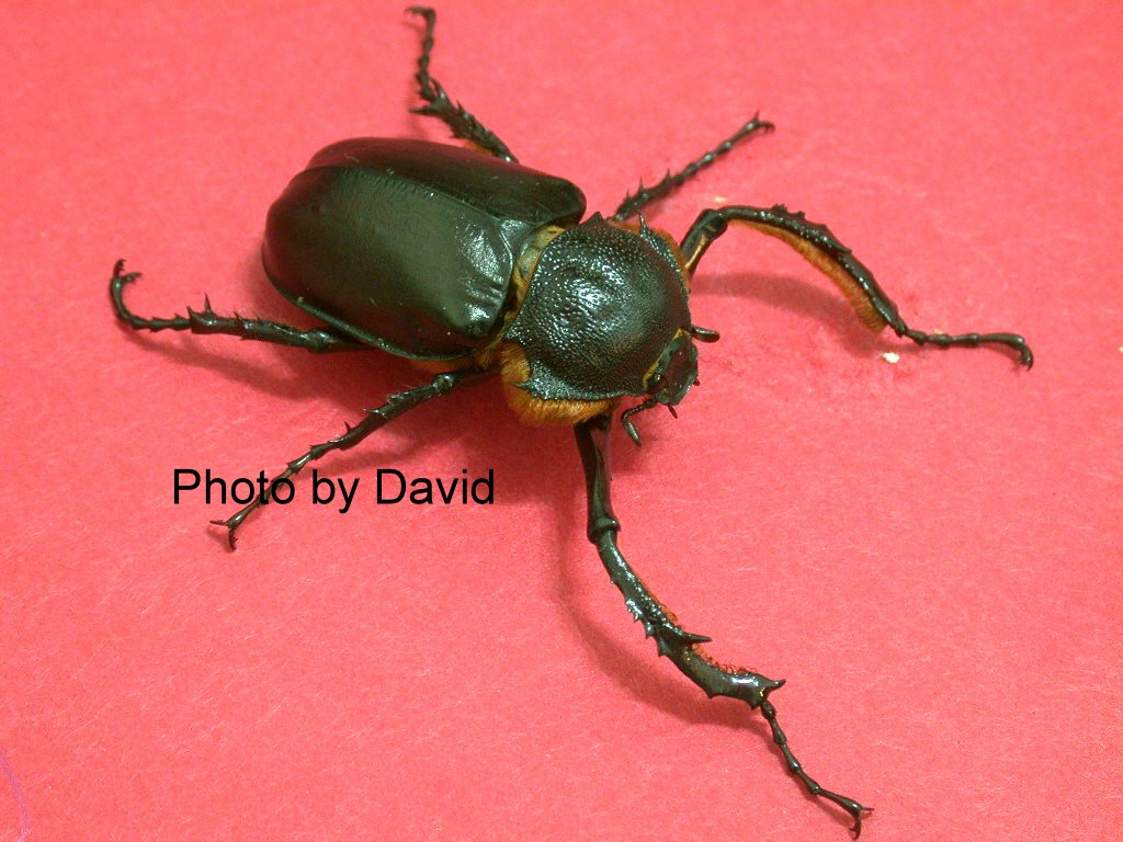 oblita /i> faldermann,为 a href="#" data-lemmaid="1535103">鞘翅