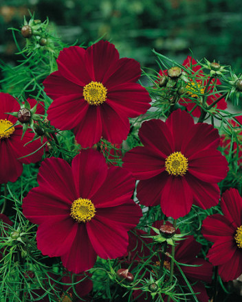 八瓣红波斯菊Tetra Ver Red Cosmos