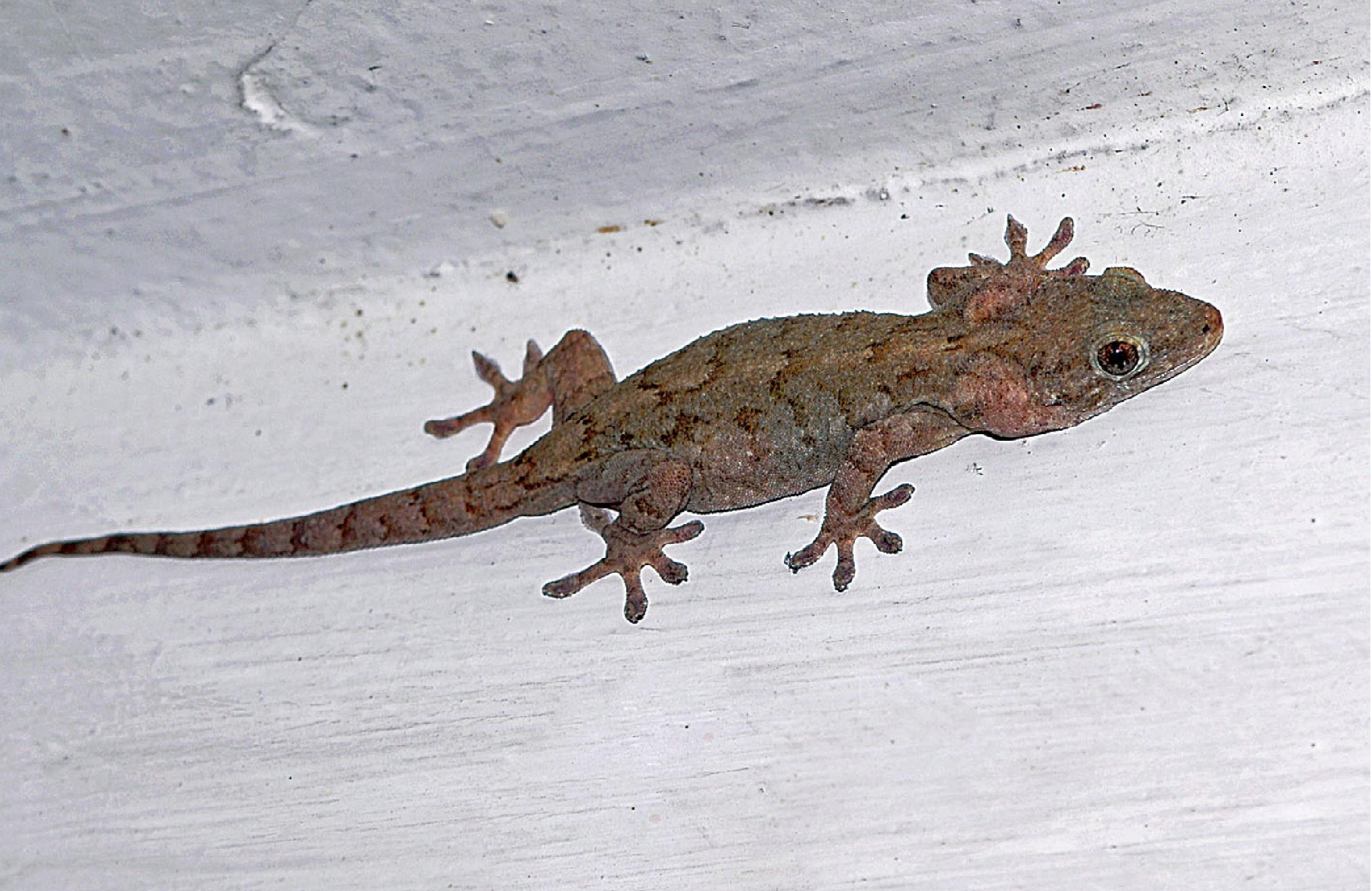  p>多疣壁虎( i>gekko japonicus /i>&nbsp;dumeril and bibron